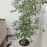 گل بنجامین ابلق