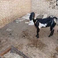 بز ه|حیوانات مزرعه|شوشتر, |دیوار
