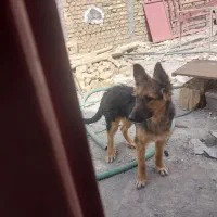 سگ ژرمن