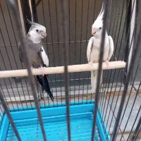 عروس هلندی جفت