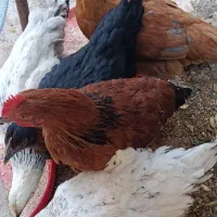 فروش مرغ و خروس