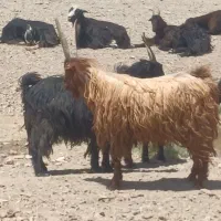 بزغاله دوبر