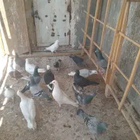 کفتر هوایی ۵ تا نر ۱۵ تا ماده