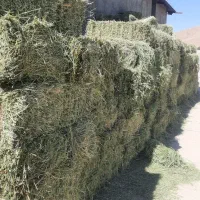 فروش یونجه چین دوم خشک و بدون علف