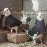 کفتر