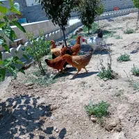 مرغ و خروس