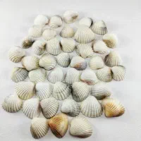 صدف درهم دریای خزر