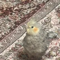 عروس هلندی گمشده
