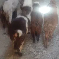 بره میش