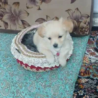 سگ پامر اشپیتز. 2ماه 20 روزه 5  میلیون