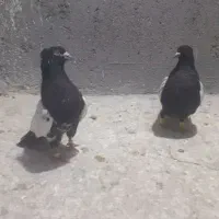 کبوتر‌پرشی