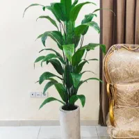 برگ گل پرنده بهشتی همراه گلدان