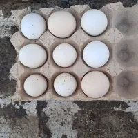 تخمهمرغه نطفه دار