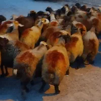 گوسفند