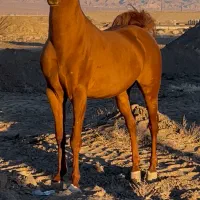 اسب|اسب و تجهیزات اسب‌سواری|رفسنجان, |دیوار