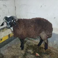 گوسفند ،بره نر