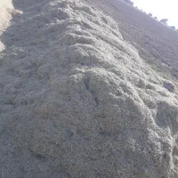کاه لوبیا سبز بهتر از جو