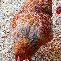 جوجه ویاندوت و مرغ و خروس آمریکایی