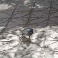 کفتر خونگی رام