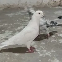 کبوتر نر