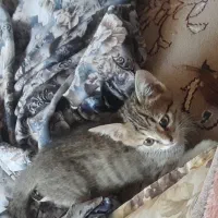 گربه|گربه|مشهد, شهید بصیر|دیوار