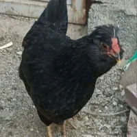 تخم مرغ نطفه دار گلین درجه یک