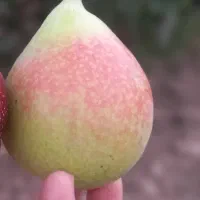 گلابی اسپادانا شیرین