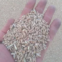 فروش گندم امسالی