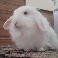 خرگوش ماده لوپ