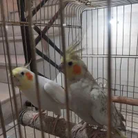 یک جفت عروس هلندی مولد