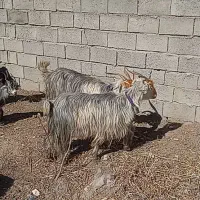 بز جوان|حیوانات مزرعه|دورود, |دیوار