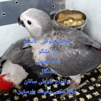 لوری وطوطی کاسکو طوطی پرکن...