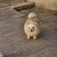 پامر نر