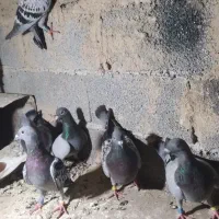 کبوتر