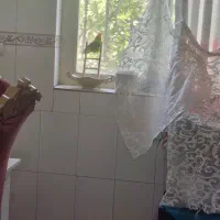 طوطی برزیلی ماده گم شده