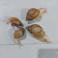 حلزون نژاد آچاتینا