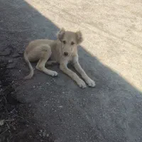 توله