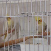 عروس هلندی باجوجه