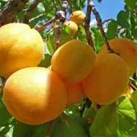 فروش نهال زردآلو قیسی (زردآلو ملایر)