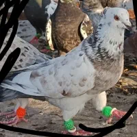 گمشده