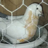 فروش یه جفت کفتر با دوتا جوجه