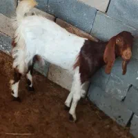 بزغاله پاکستانی ماده