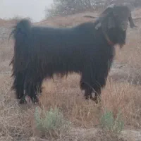 پازن ترکی
