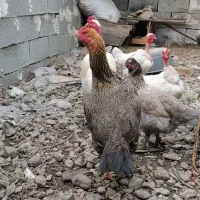 مرغ محلی و لاری