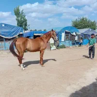 مادیان ترکمن