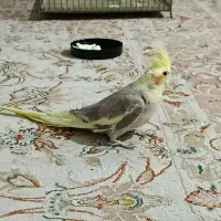 عروس هلندی