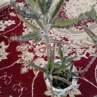 یوکا|گل و گیاه طبیعی|لاهیجان, کوی آزادگان|دیوار