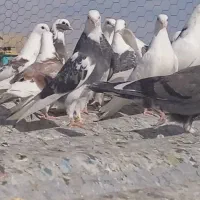 20 جفت کفتر جوجه همه کبوتر ها یک پری 1 تومن