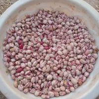 لوبیا چیتی محلی کالپوش