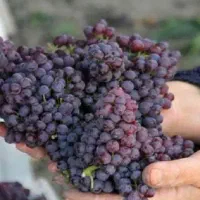 انگور یاقوتی